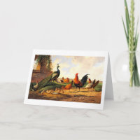 Peacock and chickens