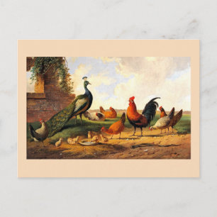 Peacock and chickens postcard