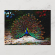 Peacock and Peacock Butterfly