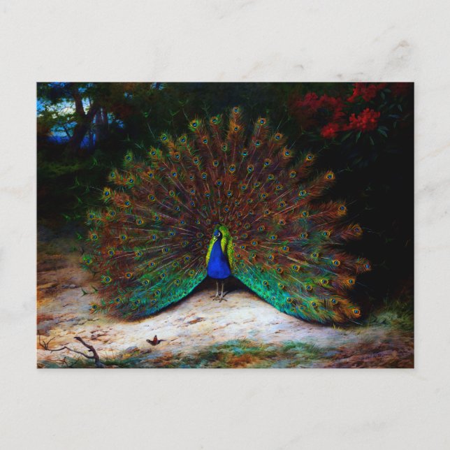 Peacock and Peacock Butterfly Postcard (Front)