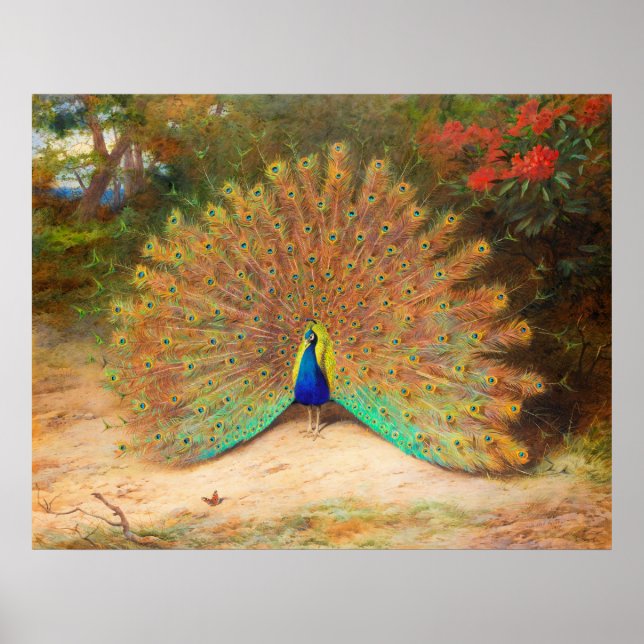 Peacock and Peacock Butterfly Poster (Front)