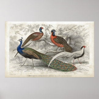 Peacock and Pheasants Antique Lithograph print