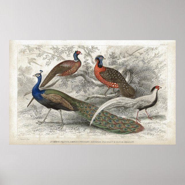Peacock and Pheasants Antique Lithograph print (Front)