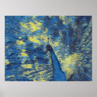 Peacock Artwork in Van Gogh Starry Night Colors Poster