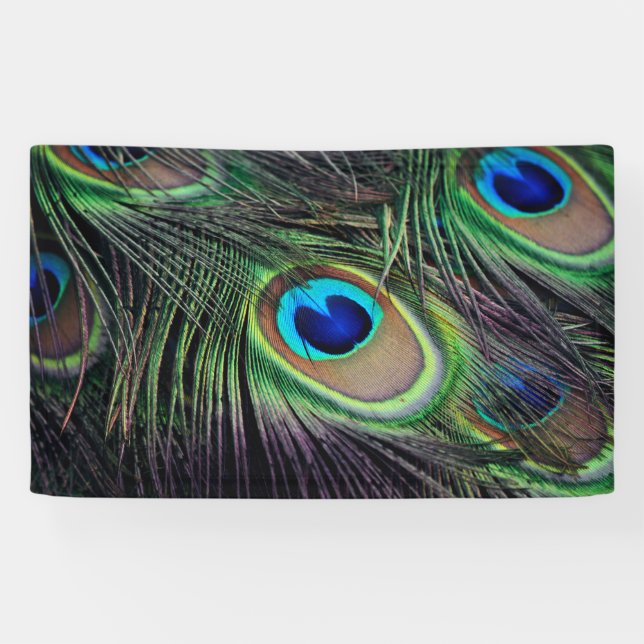 Peacock Banner (Horizontal)