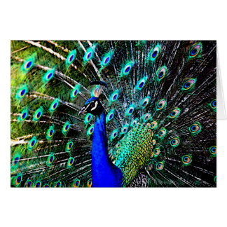 Peacock Batik 2 (blank card)