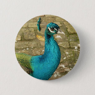 Peacock Beautiful Nature Photography 6 Cm Round Badge