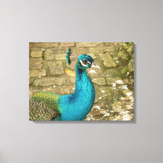 Peacock Beautiful Nature Photography Canvas Print