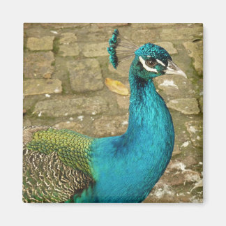Peacock Beautiful Nature Photography Magnet