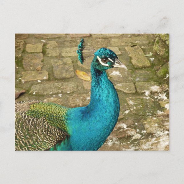Peacock Beautiful Nature Photography Postcard (Front)