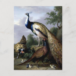 Peacock Bird Family Painting Postcard