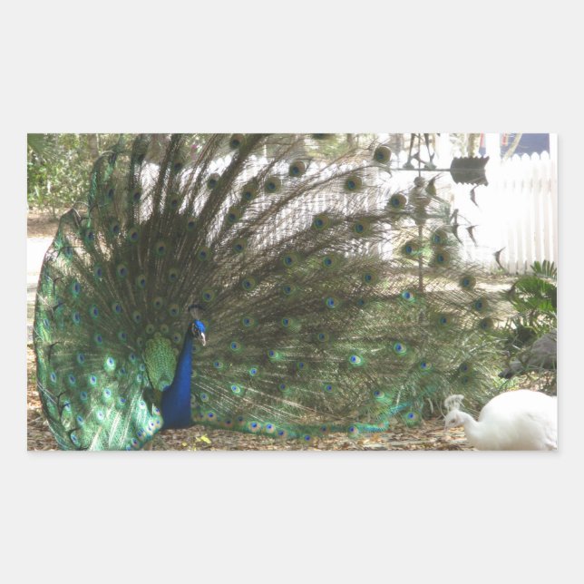 Peacock Bird Plumage and Albino Peahen Photo Rectangular Sticker (Front)