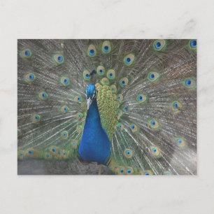 Peacock Bird Postcard