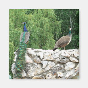 Peacock Birds Garden 5.1 Cm Square Magnet
