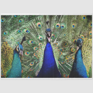 Peacock Birds Wall Art Decoupage Tissue Paper