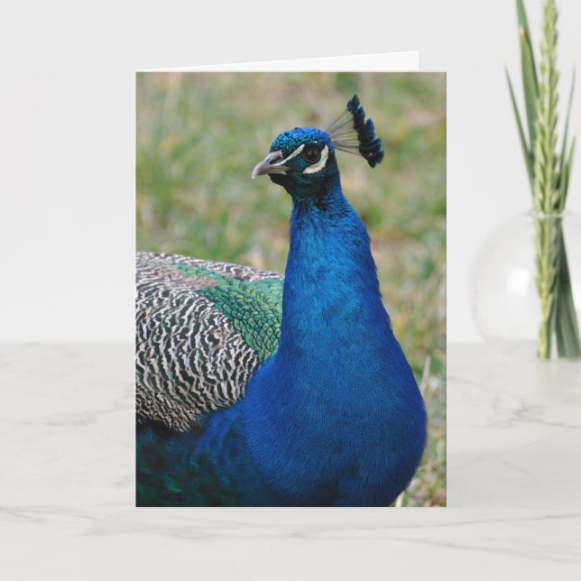 Peacock birthday card (Front)