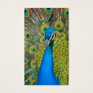 Peacock Blue Head with and Colourful Tail Feathers