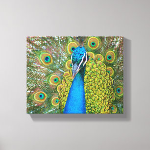 Peacock Blue Head with and Colourful Tail Feathers Canvas Print
