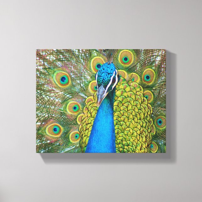 Peacock Blue Head with and Colourful Tail Feathers Canvas Print (Front)