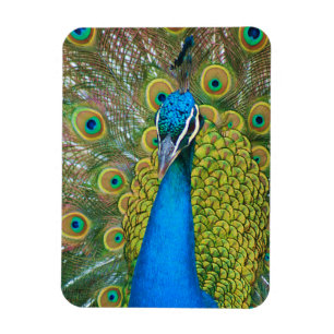 Peacock Blue Head with and Colourful Tail Feathers Magnet