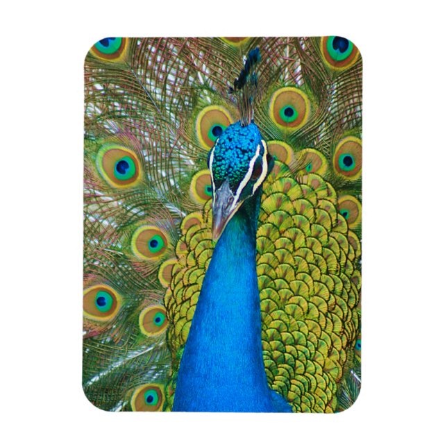 Peacock Blue Head with and Colourful Tail Feathers Magnet (Vertical)