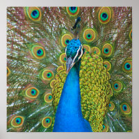 Peacock Blue Head with and Colourful Tail Feathers