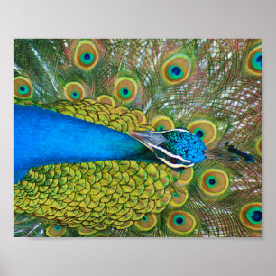 Peacock Blue Head with and Colourful Tail Feathers Poster