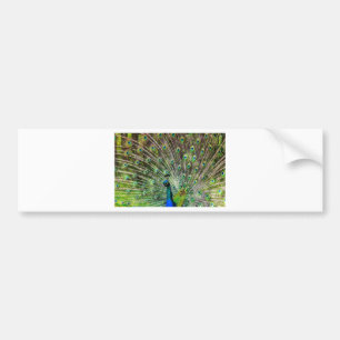 Peacock Bumper Sticker