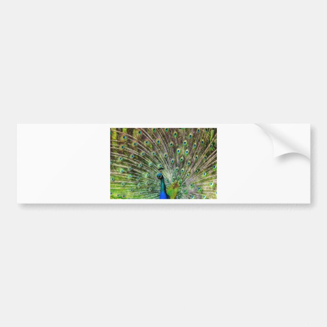 Peacock Bumper Sticker (Front)