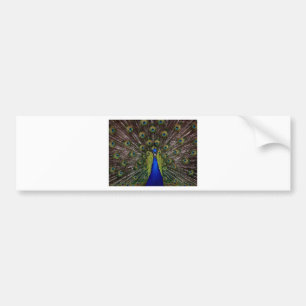Peacock Bumper Sticker