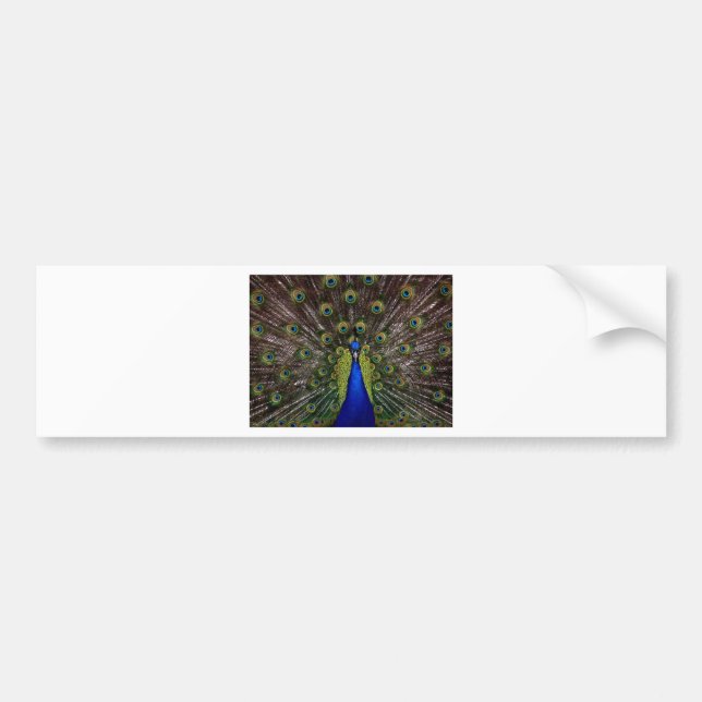 Peacock Bumper Sticker (Front)