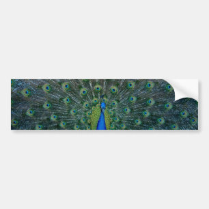 Peacock, bumper sticker