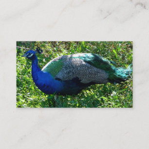 Peacock Business Cards