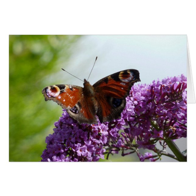 Peacock Butterfly 2 (Front Horizontal)
