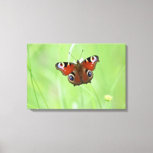 Peacock Butterfly Canvas Print