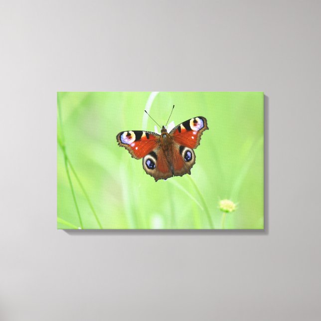 Peacock Butterfly Canvas Print (Front)