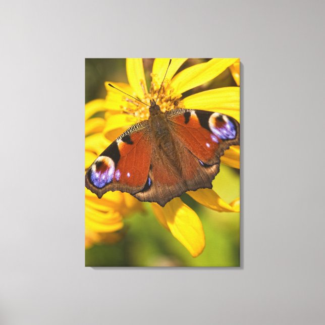Peacock butterfly canvas print (Front)