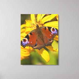 Peacock butterfly canvas print