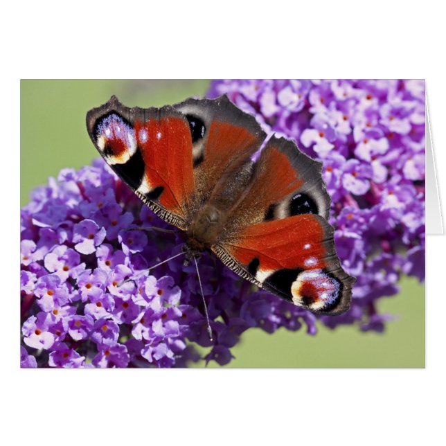 Peacock Butterfly Card (Front Horizontal)
