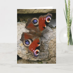 Peacock Butterfly, England Card