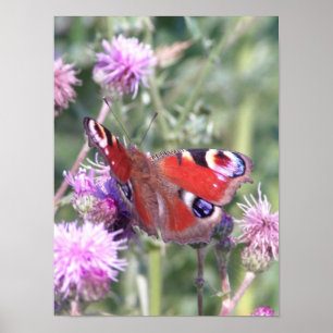 Peacock Butterfly in Summer Sunshine Poster