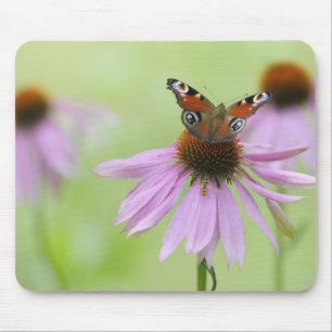 Peacock butterfly (Inachis io) drinking nectar Mouse Pad