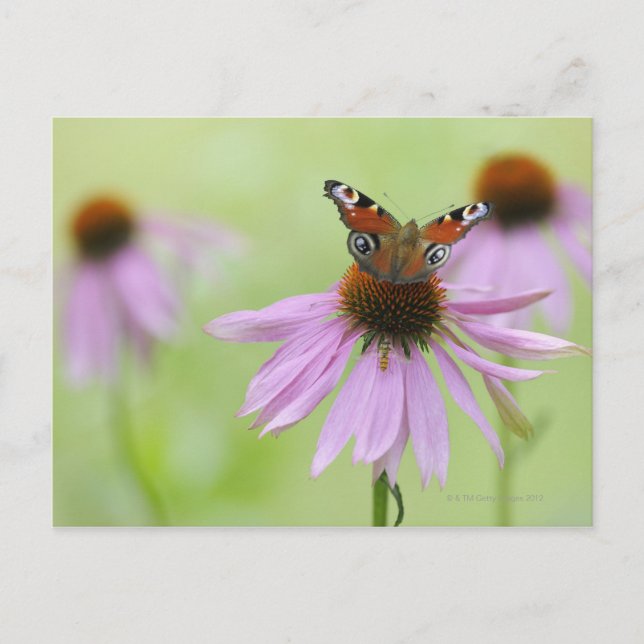 Peacock butterfly (Inachis io) drinking nectar Postcard (Front)