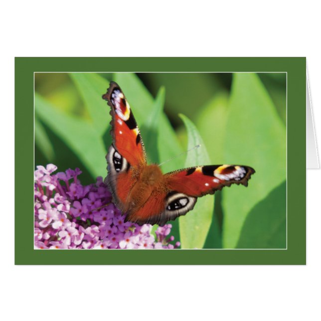 Peacock Butterfly on Buddleia Blank (Front Horizontal)
