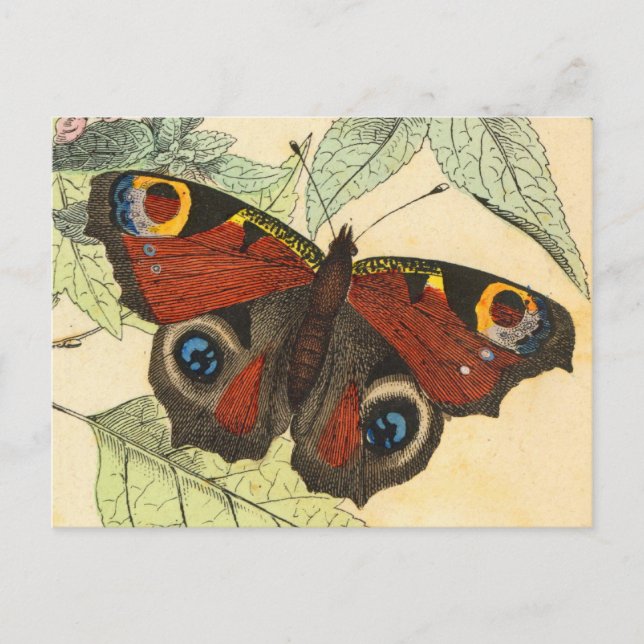 Peacock Butterfly Postcard (Front)
