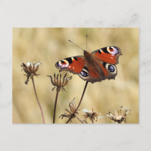 Peacock Butterfly Postcard