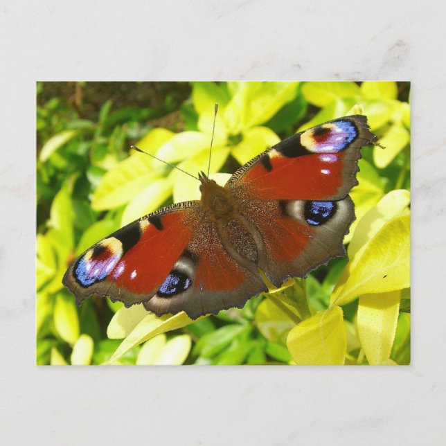 Peacock butterfly postcard (Front)