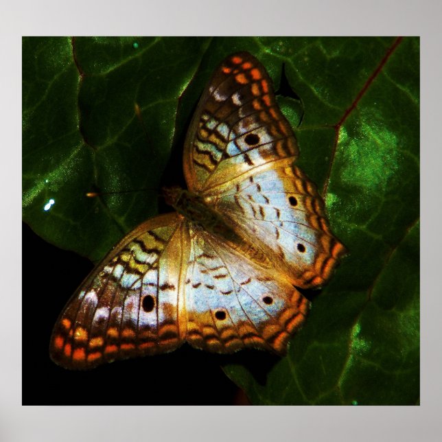 peacock butterfly poster (Front)