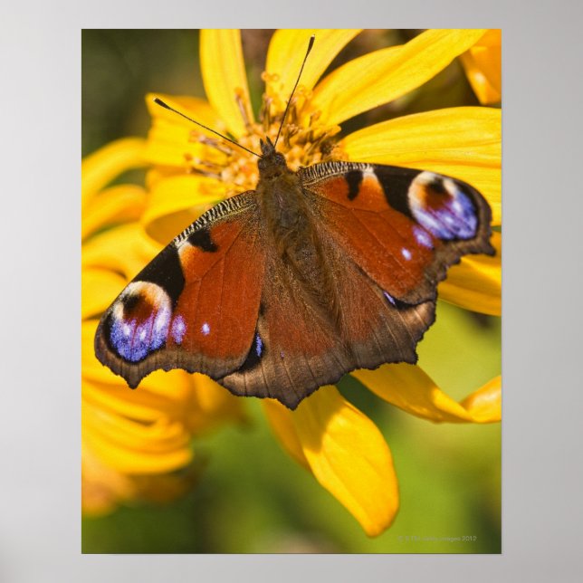Peacock butterfly poster (Front)