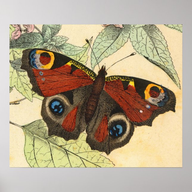 Peacock Butterfly - Vintage Art Poster (Front)